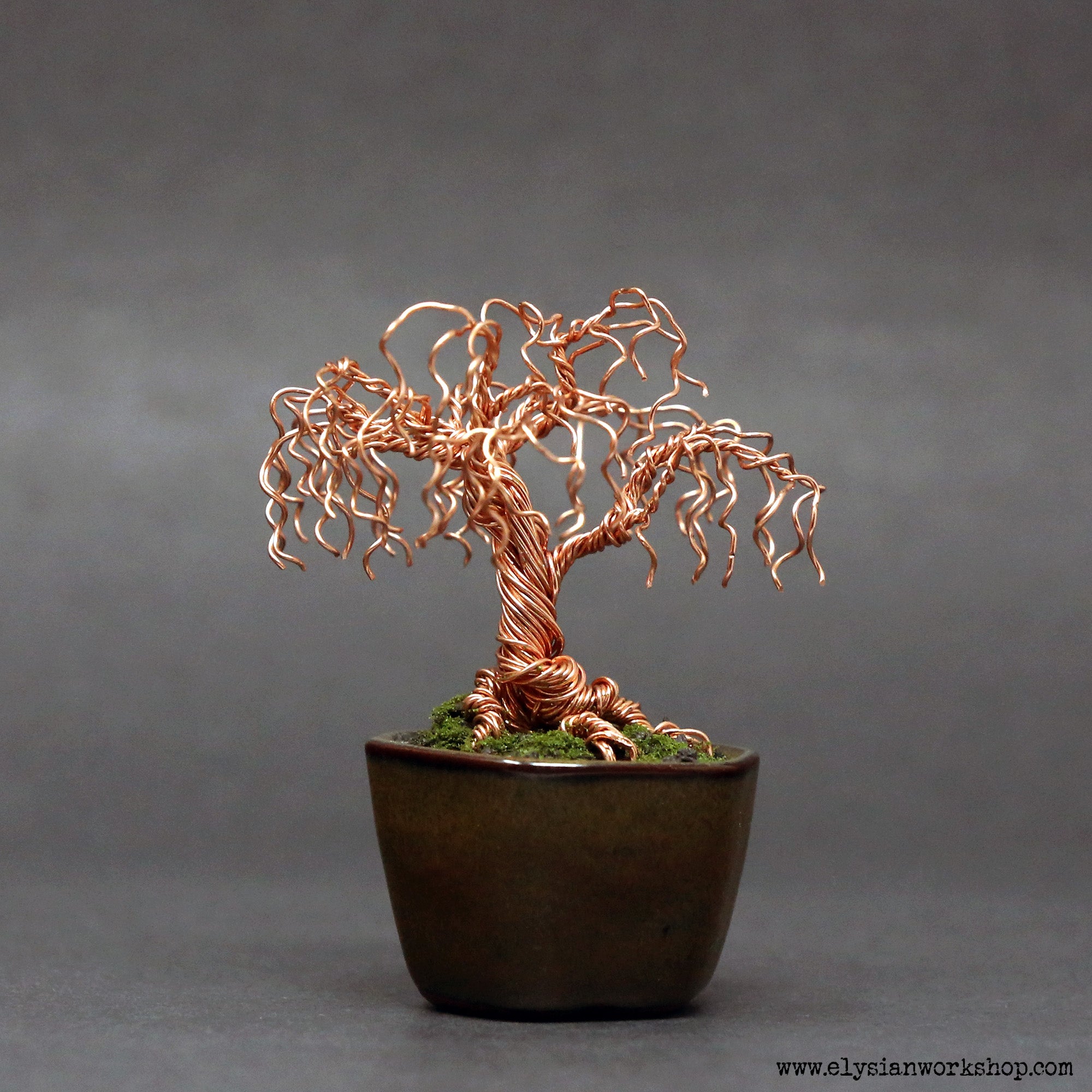 bonsai tree willow Polished Copper Willow Bonsai Tree